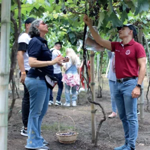 TOUR CATA DE VINOS