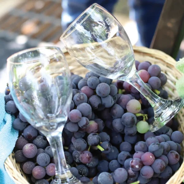 TOUR CATA DE VINOS - Imagen 3